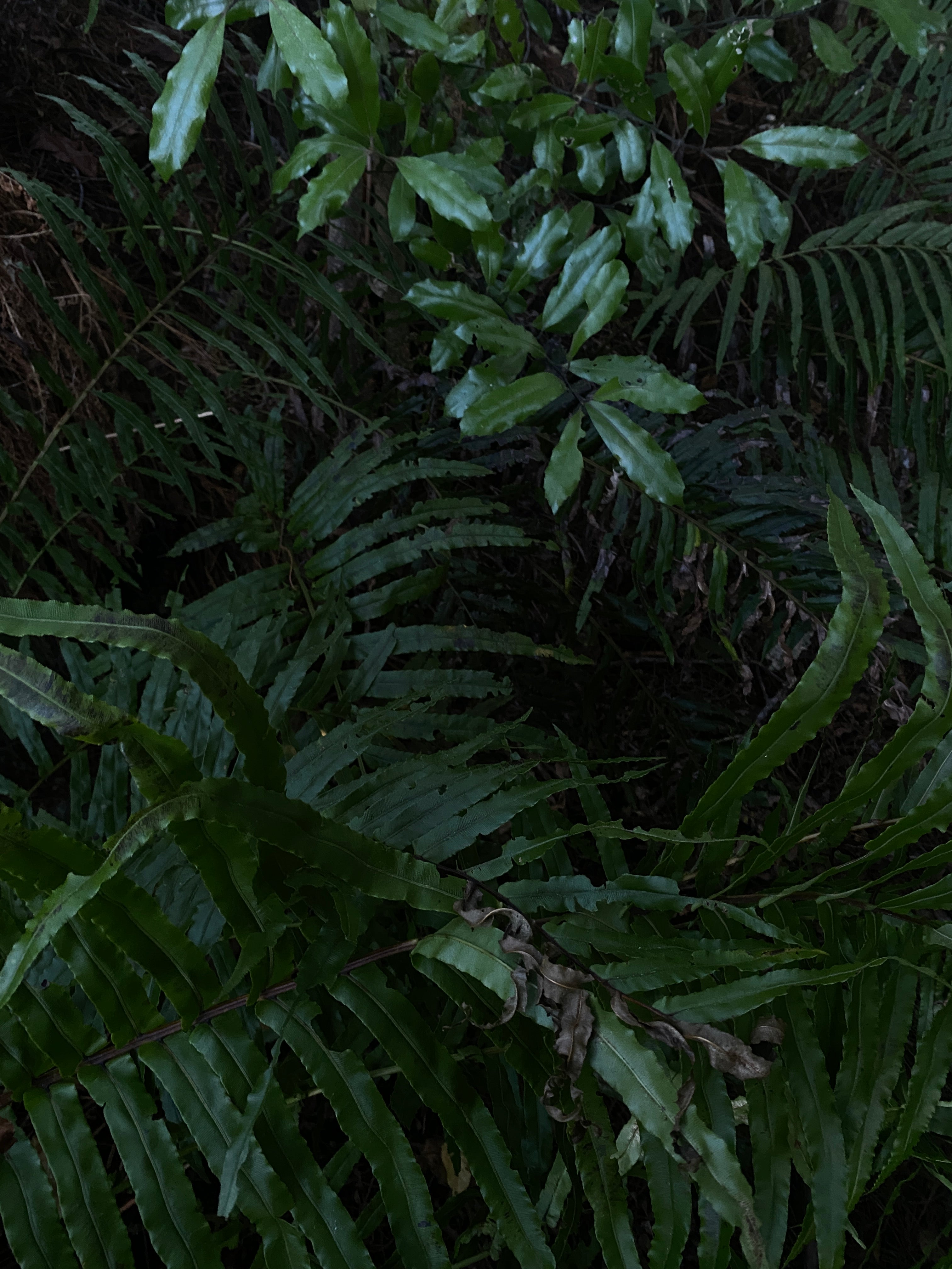 Dark green ferns and leaves in a forest setting