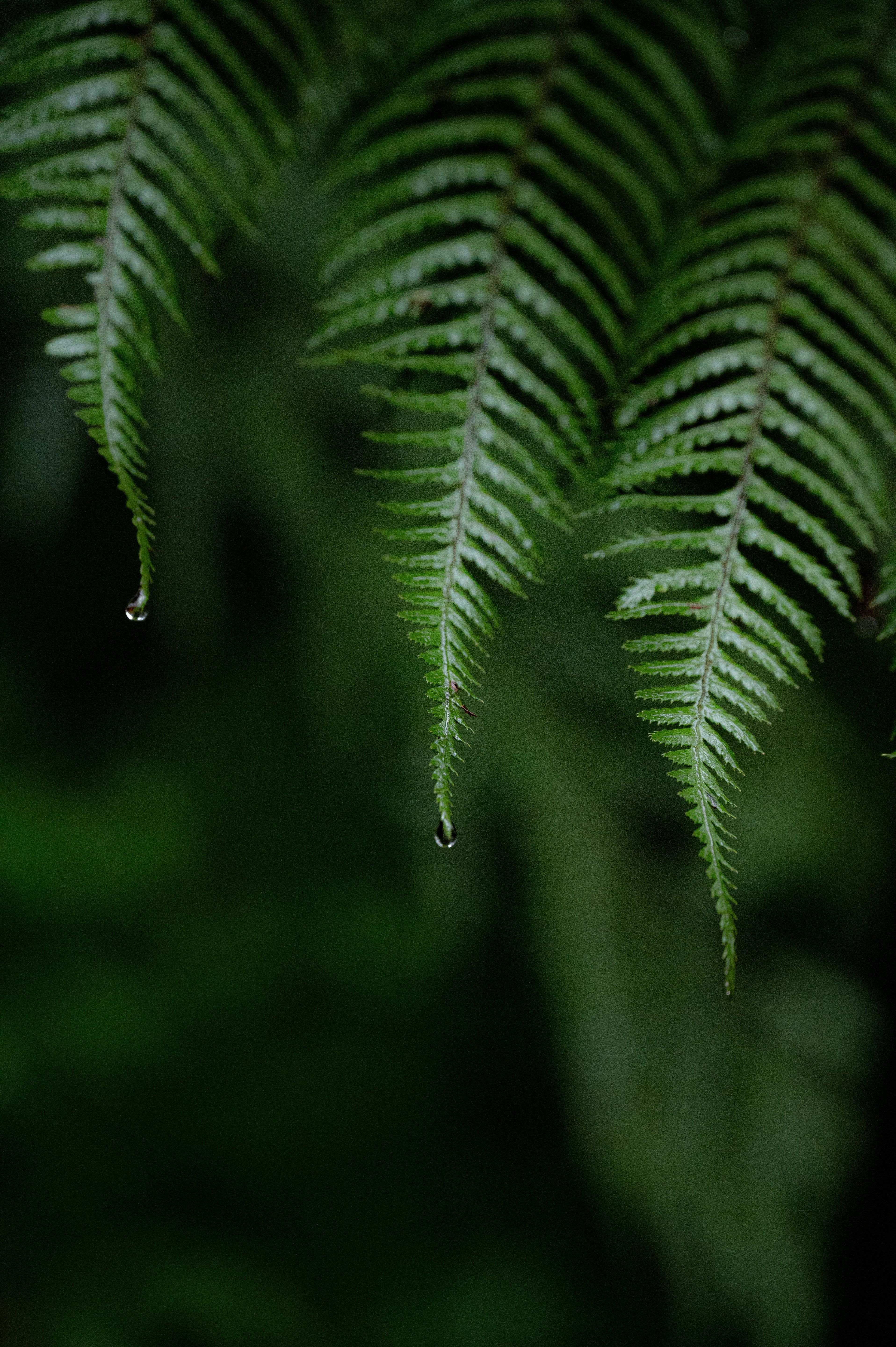 Close-up of a fern leaf with water droplets on a blurred green background